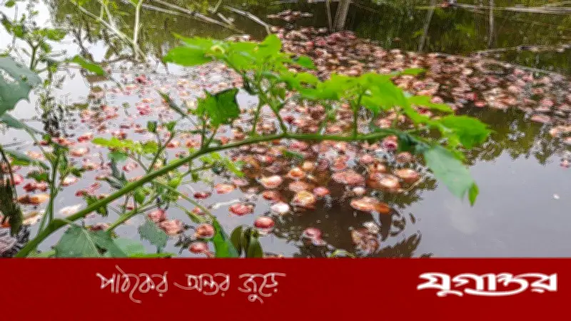 পেঁয়াজের ন্যায্যমূল্য না পেয়ে পানিতে ফেলে দিচ্ছেন ফরিদপুরের কৃষকরা