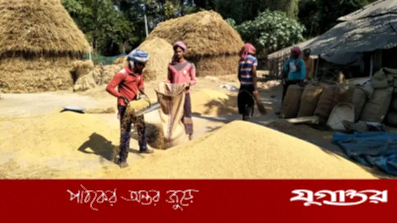 ঘরে বসেই কৃষক অ্যাপে সরকারিভাবে ধান বিক্রি সম্ভব: খাদ্য প্রতিমন্ত্রী