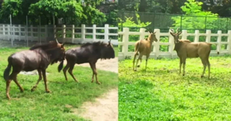 দক্ষিণ আফ্রিকা থেকে আসা চার নতুন প্রাণী জাতীয় চিড়িয়াখানায় অবমুক্ত