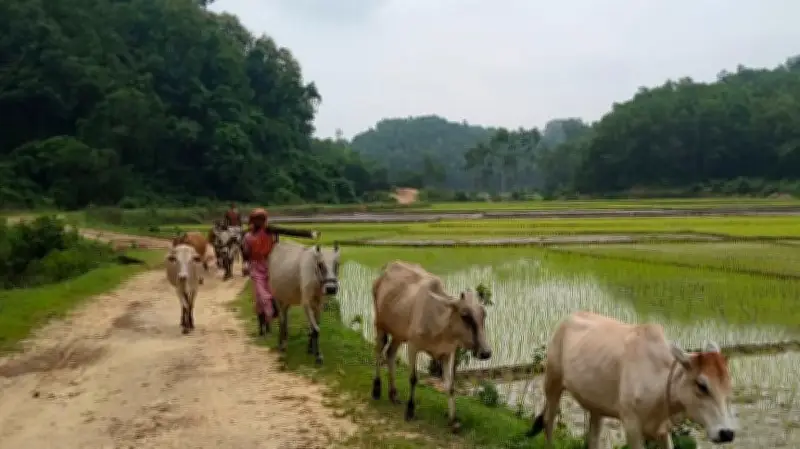 গারো পাহাড়ে দেশি গরু পালন: কম খরচে লাভজনক উদ্যোগে বদলে যাচ্ছে খামারিদের জীবন