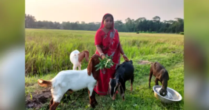 ছাগল পালনে বদলে গেল গৃহিণীর জীবন, দুই থেকে তেরো
