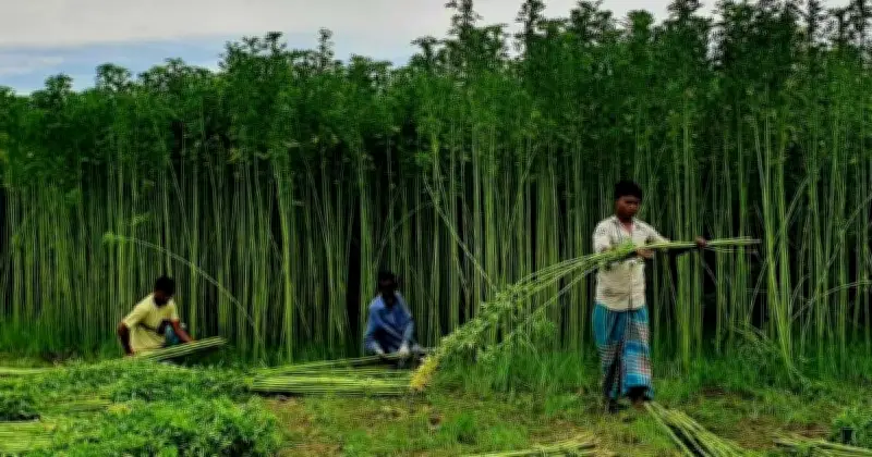 নতুন পাটকল স্থাপনের পরিকল্পনা নেই সরকারের