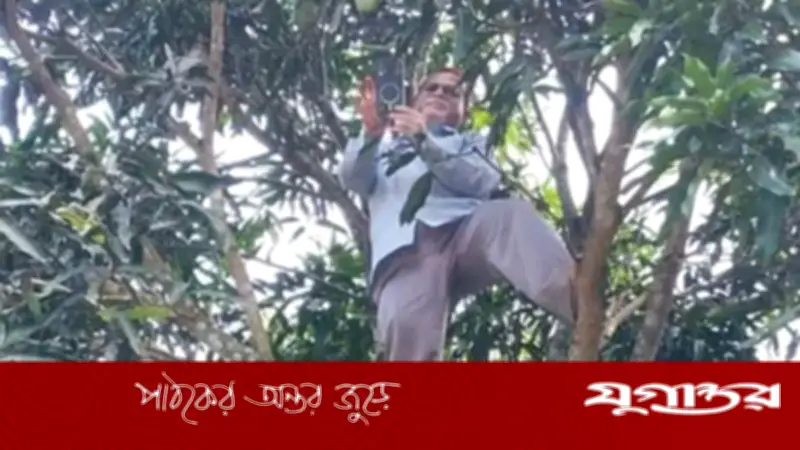 নেটওয়ার্ক না পেয়ে আমগাছে উঠে অনলাইন হাজিরা দিলেন প্রধান শিক্ষক
