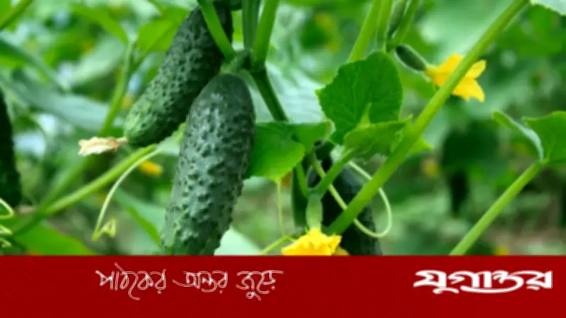 গরমে শরীর সুস্থ রাখতে প্রতিদিন শসা খাওয়ার ৭টি উপকারিতা