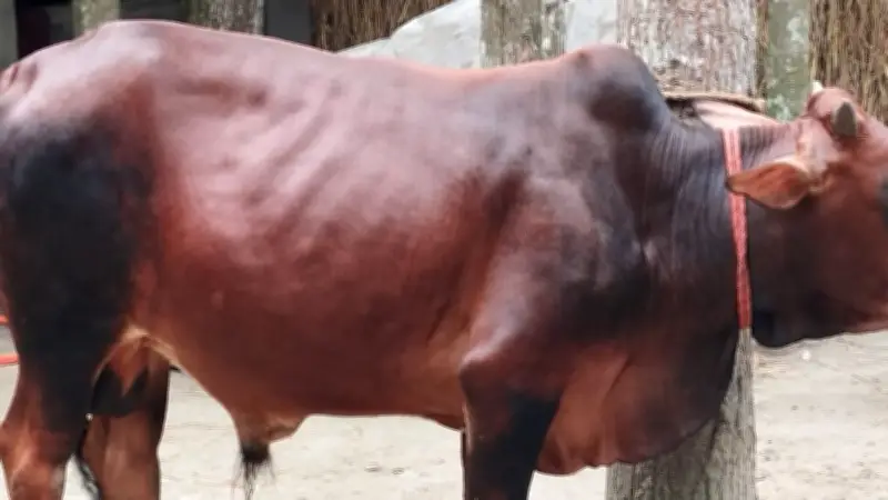 শতাধিক গরু আক্রান্ত এলএসডিতে, খামারিরা বিপাকে