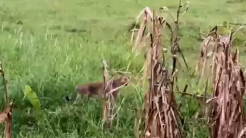 বাংলাদেশের বিপক্ষে ভারতের জয়ের ধারা অব্যাহত