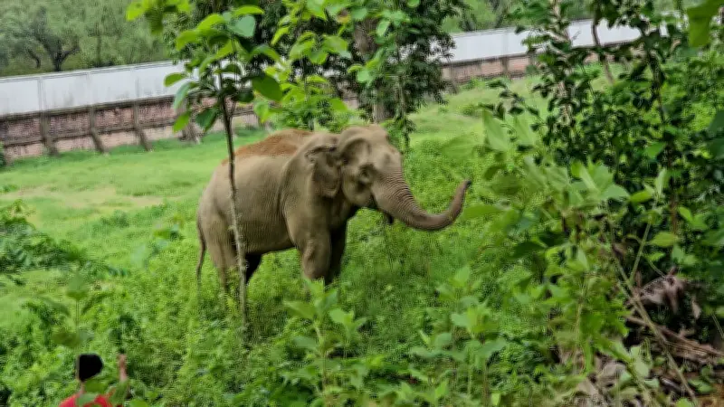 টেকনাফে আহত মা হাতি শাবকসহ কোস্টগার্ড কার্যালয়ে আশ্রয়