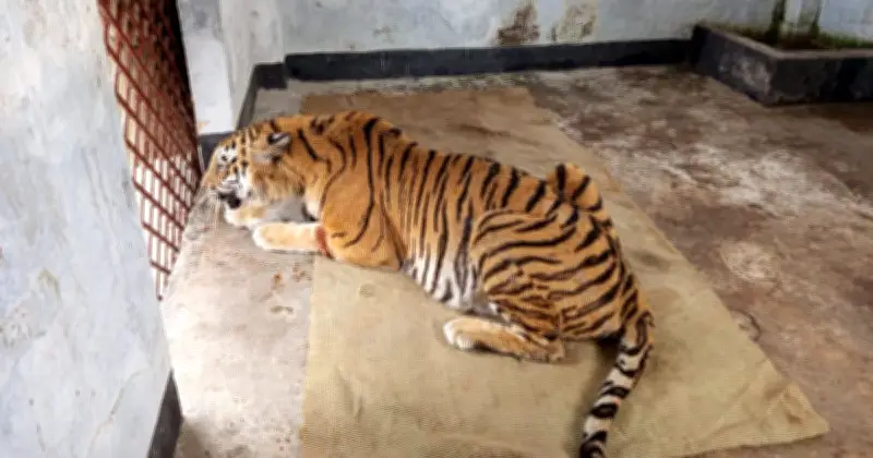 শিকারির ফাঁদে আহত রয়েল বেঙ্গল টাইগার সম্পূর্ণ সুস্থ, জুলাইয়ে সুন্দরবনে অবমুক্ত