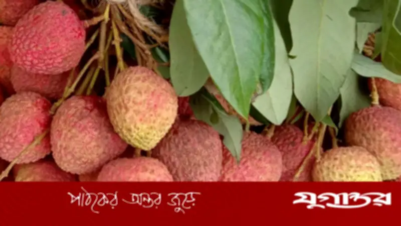 একসঙ্গে বেশি লিচু খেলে বিপদ? জানুন বিশেষজ্ঞের মতামত