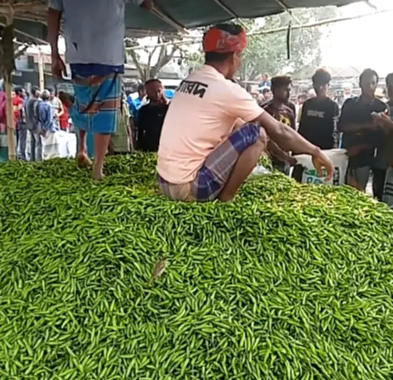 জয়পুরহাটে কাঁচা মরিচের দাম দ্বিগুণ, চাষিদের স্বস্তি