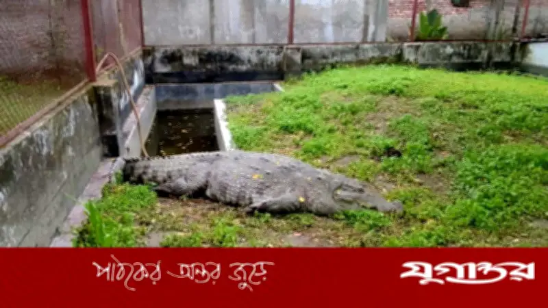 খুলনায় ১৮ দিন ধরে খাবার খাচ্ছে না মাজারের কুমিরটি