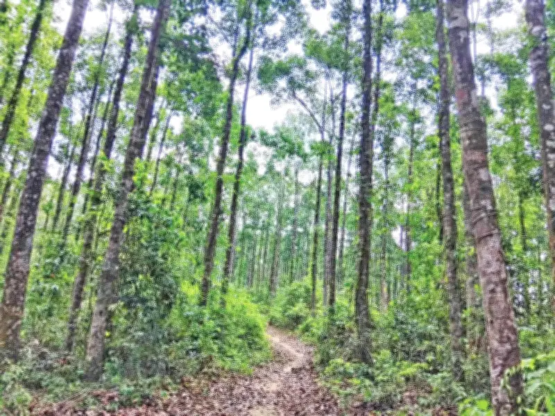 এলজিইডি বন বিভাগের অনুমতি ছাড়াই মধুশিয়া গর্জনবনে সড়ক নির্মাণ করছে, হাতির করিডর হুমকিতে