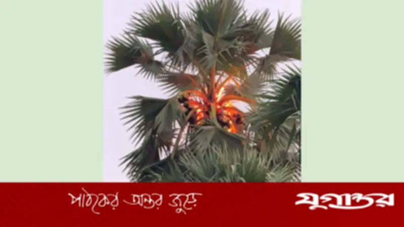 বরগুনায় বজ্রপাতে ৫০ ফুট তালগাছে আগুন, বৃষ্টিতে নিয়ন্ত্রণ
