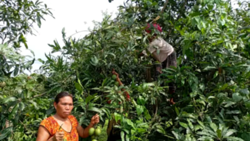 আমের মৌসুমে পাহাড়ি নারীদের আয়ের নতুন দিগন্ত