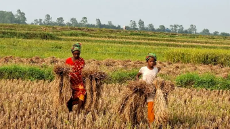 মা-মেয়ের বৃষ্টির সঙ্গে পাল্লা দিয়ে ধান বাঁচানোর লড়াই