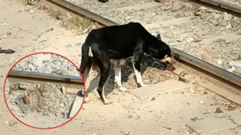 রেললাইনের ধারে মৃত কুকুরছানার পাশে মায়ের বেদনাদায়ক অবস্থান