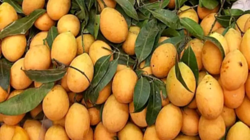 মাইলাম: বুনো আমের আদি রূপ, টক স্বাদ আর লোকবিশ্বাসের গল্প