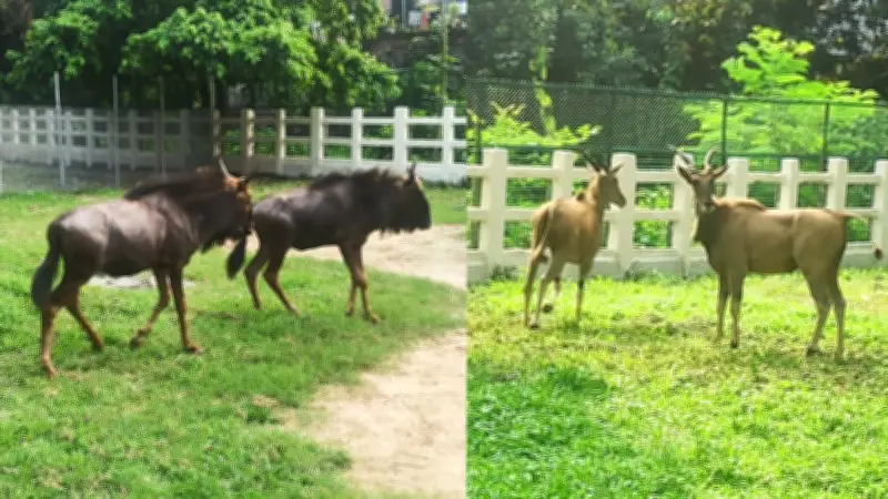 জাতীয় চিড়িয়াখানায় এলো কমন ইল্যান্ড ও ওয়াইল্ডিবিস্ট