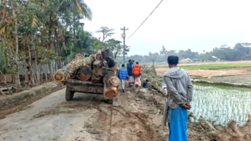 নোয়াখালীতে সরকারি গাছ কাটা: তদন্ত প্রতিবেদন চাপা দেওয়ার অভিযোগ
