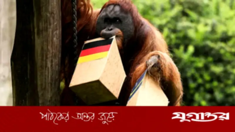 ওরাংওটাং ওয়াল্টারের ভবিষ্যদ্বাণী: জার্মানি আজ ইকুয়েডরের কাছে হারবে