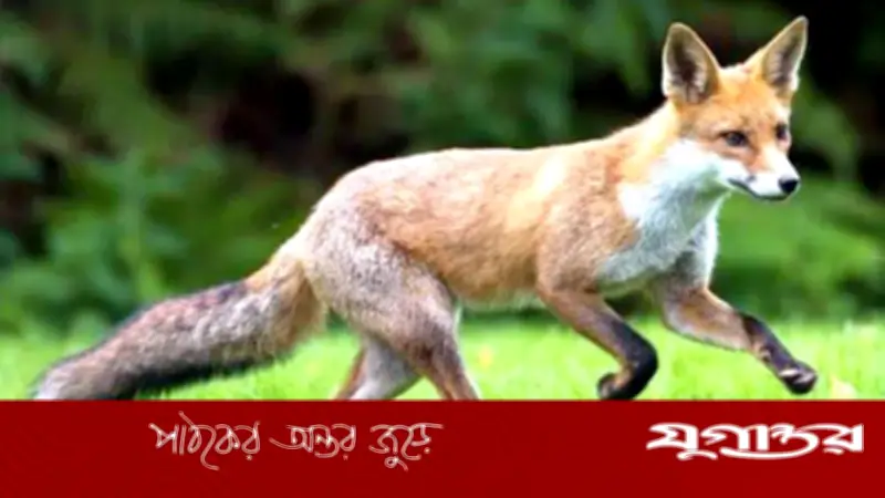গাজীপুরের কালিয়াকৈরে পাগলা শিয়ালের কামড়ে নারী-শিশুসহ আহত ২০