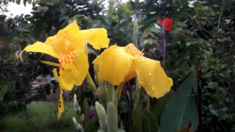 বৃষ্টিভেজা ফুলের জলসা মৌলভীবাজারের প্রবীণাঙ্গনে