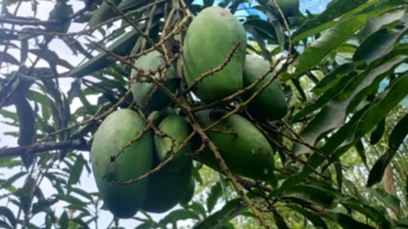 শখের বাগানে ৫০ জাতের আম চাষ রেজাউলের, খরায়ও ফলন ভালো
