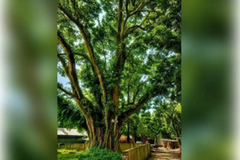 শেরপুরে প্রাচীন বটগাছ কাটার উদ্যোগ বন্ধ, জেলা প্রশাসকের হস্তক্ষেপ