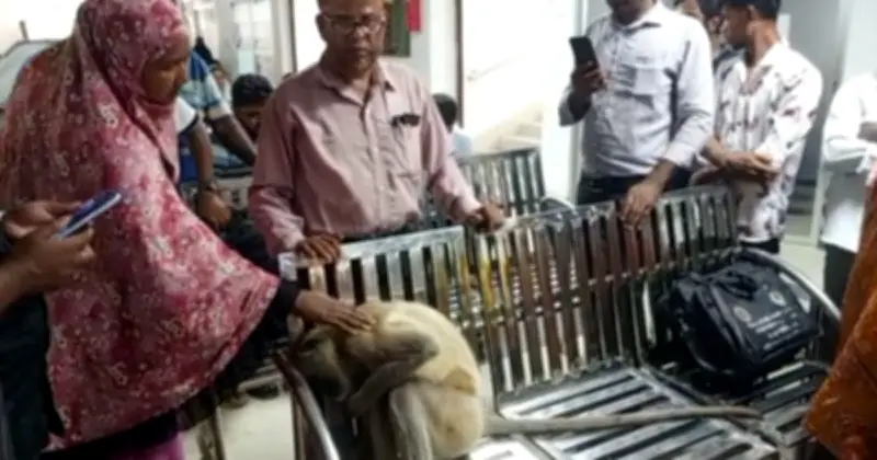 অসুস্থ বুনো হনুমান চিকিৎসার আশায় ক্লিনিকে