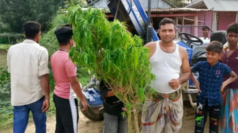 সীতাকুণ্ডে জুয়ার আসর জমে উঠল, গাঁজা গাছ উদ্ধার