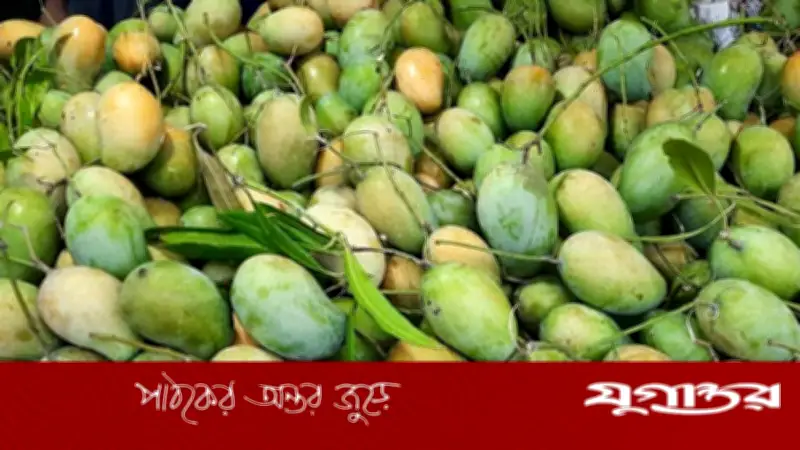 আমের বোঁটার গন্ধ শুঁকে চিনুন টক না মিষ্টি