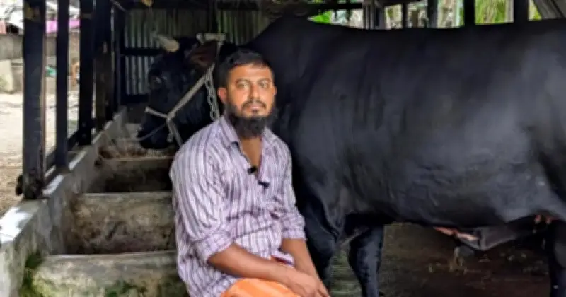 খালেদা জিয়াকে গরু উপহার দিতে চাওয়া সোহাগ মৃধা গ্রেফতার