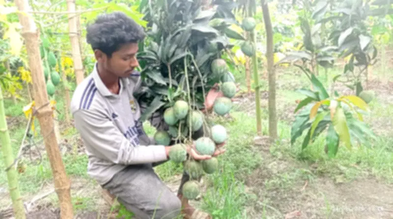 লেখাপড়ার পাশাপাশি আম বাগান গড়ে সাফল্য, আয় এক লাখ টাকা
