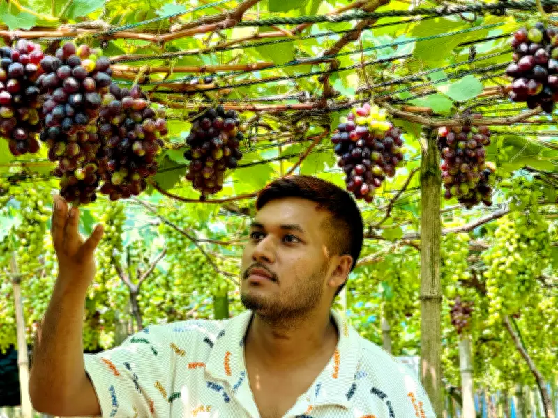 আঙুর চাষে সাফল্য-ব্যর্থতার গল্প: কৃষকের আর্থিক ক্ষতি ও অনিশ্চিত ভবিষ্যৎ