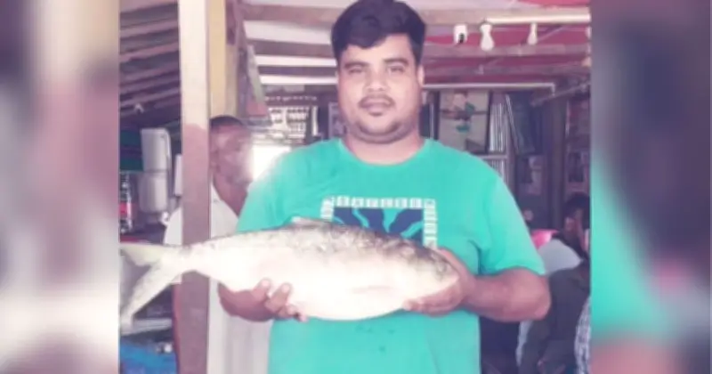 ভোলার মনপুরায় জেলের জালে তিন কেজির রাজা ইলিশ, নিলামে ৯ হাজার টাকা