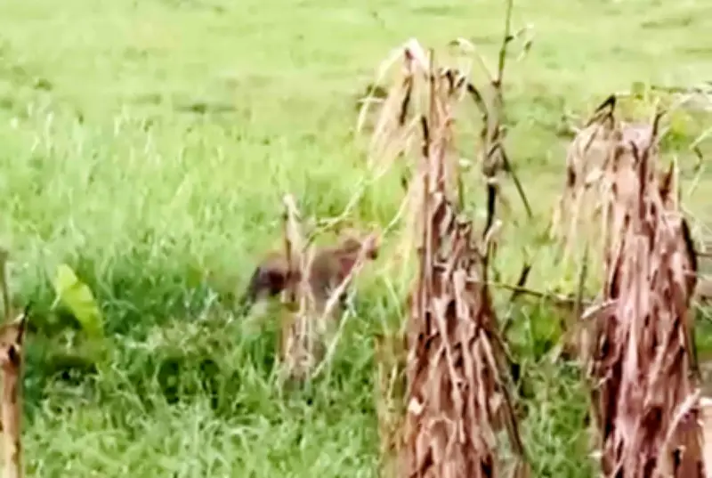 নাটোরে ভুট্টাখেতে বাঘসদৃশ প্রাণী দেখে আতঙ্ক, বন বিভাগ বলছে ভয়ের কিছু নেই