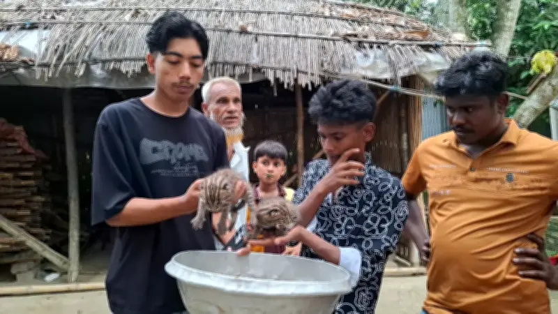 মাগুরায় মেছো বিড়ালের দুটি শাবক উদ্ধার, নিরাপদে রাখা হয়েছে