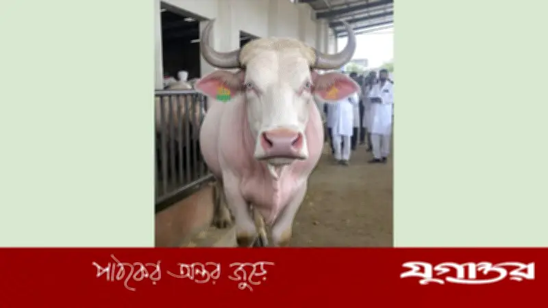 সাভারের বিএলআরআইতে ঠাঁই হলো ভাইরাল সেই মহিষের, গবেষণা শুরু
