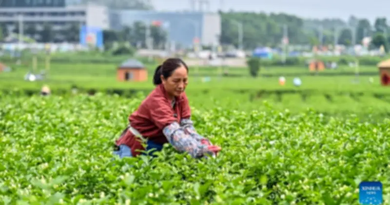 আবহাওয়া পূর্বাভাসে চীনের জুঁই শিল্পের টেকসই উন্নয়ন