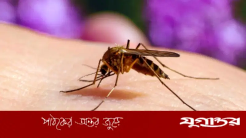 মশা কেন নির্দিষ্ট মানুষকে বেশি কামড়ায়? বিজ্ঞানীদের রহস্য উন্মোচন