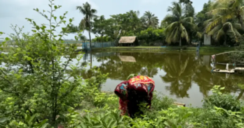 বাঘেরহাটের উপকূলে নারী কৃষকের সংখ্যা বাড়ছে, স্বীকৃতি মিলছে না