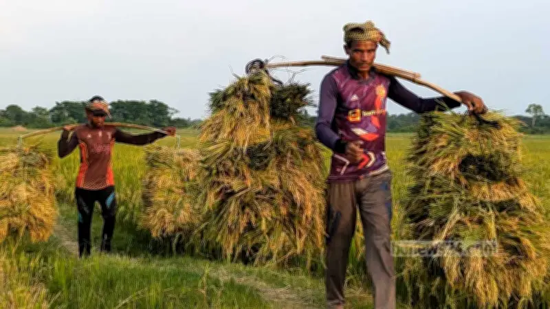 বিশ্বব্যাংকের প্রতিবেদন: কৃষি বাজেটে ভর্তুকির আধিক্য, উৎপাদনশীলতা বৃদ্ধিতে বাধা