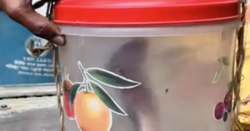 সাপের কামড়ে আহত যুবক সাপসহ হাসপাতালে, চিকিৎসকরা সুবিধা পেলেন