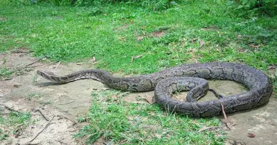 মীরসরাইয়ে ১২ ফুট অজগর উদ্ধার, বনে অবমুক্ত