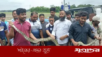 খাগড়াছড়িতে ৮ ফুট লম্বা বার্মিজ অজগর উদ্ধার