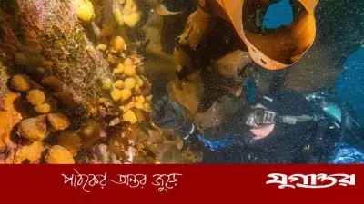 অ্যান্টার্কটিক সমুদ্রপ্রাণীর টক্সিনে মেলানোমা চিকিৎসার সম্ভাবনা
