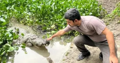 বাগেরহাটের ঐতিহাসিক দিঘি থেকে সর্বশেষ কুমির সরানো