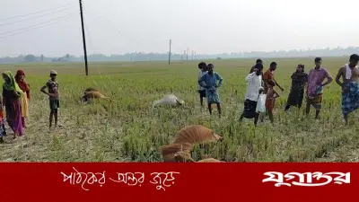 টাঙ্গাইলে বাঁশের খুঁটি ভেঙে বিদ্যুৎস্পর্শে ৫ গরুর মৃত্যু
