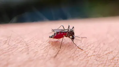 ডেঙ্গু: সামান্য মশা থেকে প্রাণঘাতী সংকট