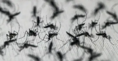 মশা দিয়ে মশা নিধন: গুগলের ডিবাগ প্রকল্প